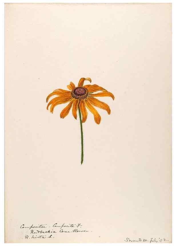 Reproducción/Reproduction 48788974728: [Water-color sketches of plants of North America and Europe]. . 