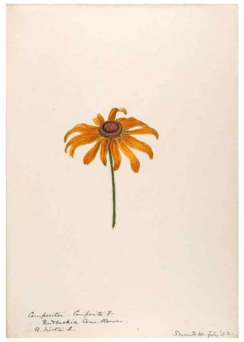 Reproducción/Reproduction 48788974728: [Water-color sketches of plants of North America and Europe]. . 
