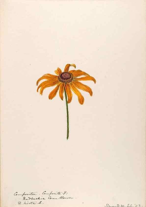 Reproducción/Reproduction 48788974728: [Water-color sketches of plants of North America and Europe]. . 