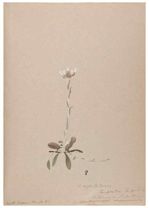 Reproducción/Reproduction 48789333686: [Water-color sketches of plants of North America and Europe]. . 