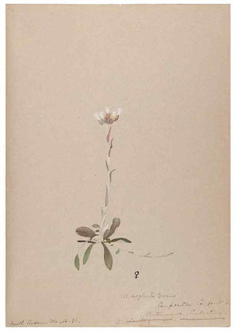 Reproducción/Reproduction 48789333686: [Water-color sketches of plants of North America and Europe]. . 