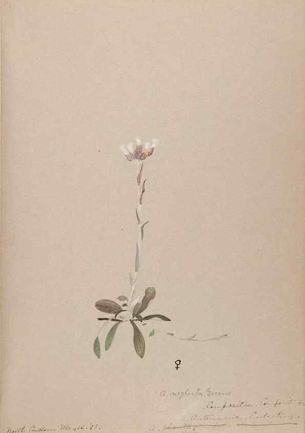 Reproducción/Reproduction 48789333686: [Water-color sketches of plants of North America and Europe]. . 