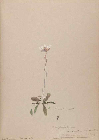 Reproducción/Reproduction 48789333686: [Water-color sketches of plants of North America and Europe]. . 