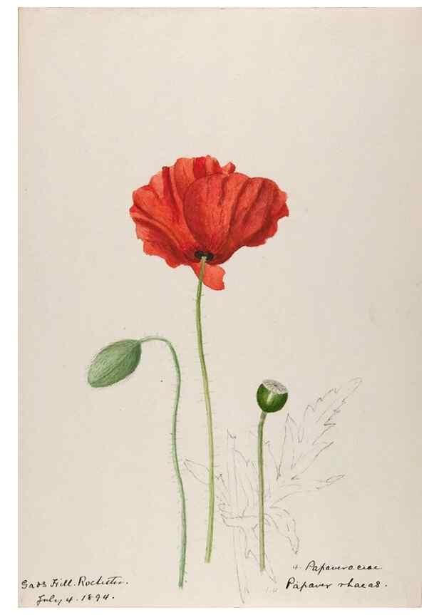 Reproducción/Reproduction 48792677261: [Water-color sketches of plants of North America and Europe]. . 