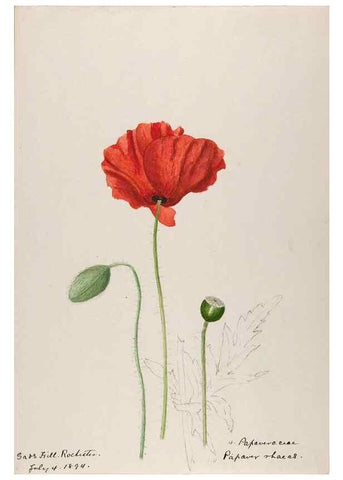 Reproducción/Reproduction 48792677261: [Water-color sketches of plants of North America and Europe]. . 