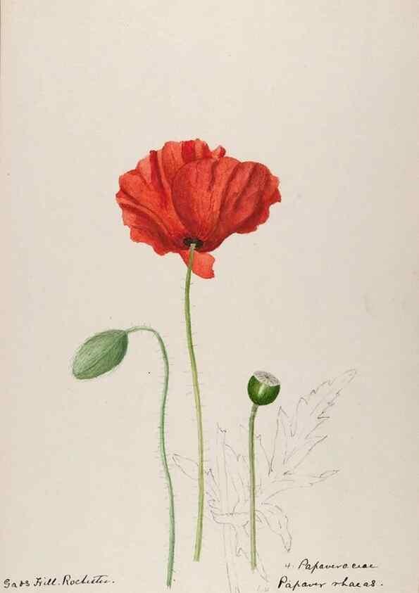 Reproducción/Reproduction 48792677261: [Water-color sketches of plants of North America and Europe]. . 