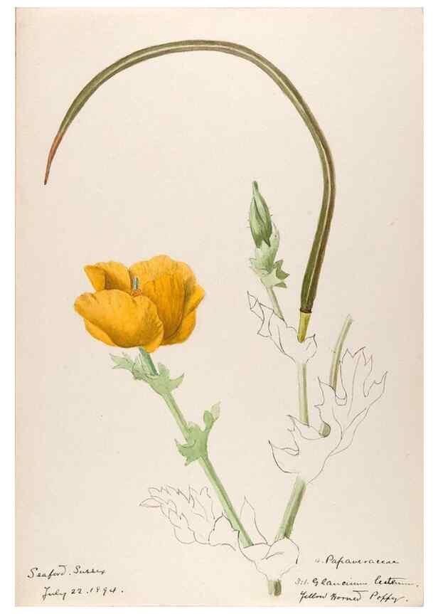 Reproducción/Reproduction 48792819392: [Water-color sketches of plants of North America and Europe]. . 