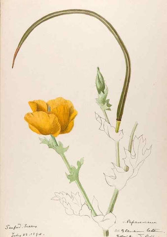 Reproducción/Reproduction 48792819392: [Water-color sketches of plants of North America and Europe]. . 