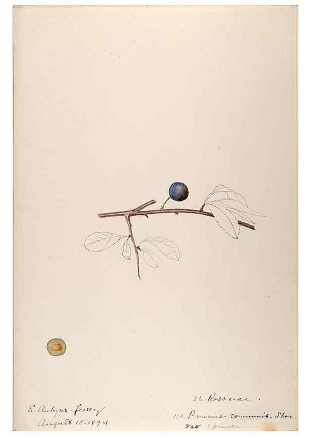 Reproducción/Reproduction 48792823812: [Water-color sketches of plants of North America and Europe]. . 