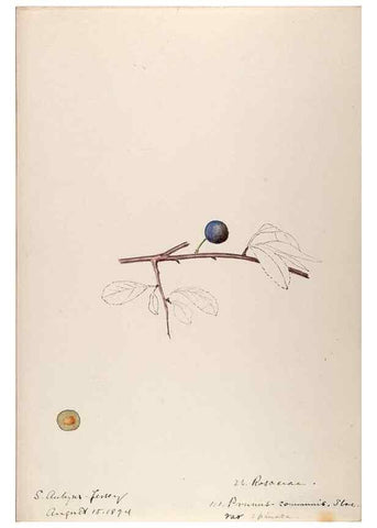 Reproducción/Reproduction 48792823812: [Water-color sketches of plants of North America and Europe]. . 