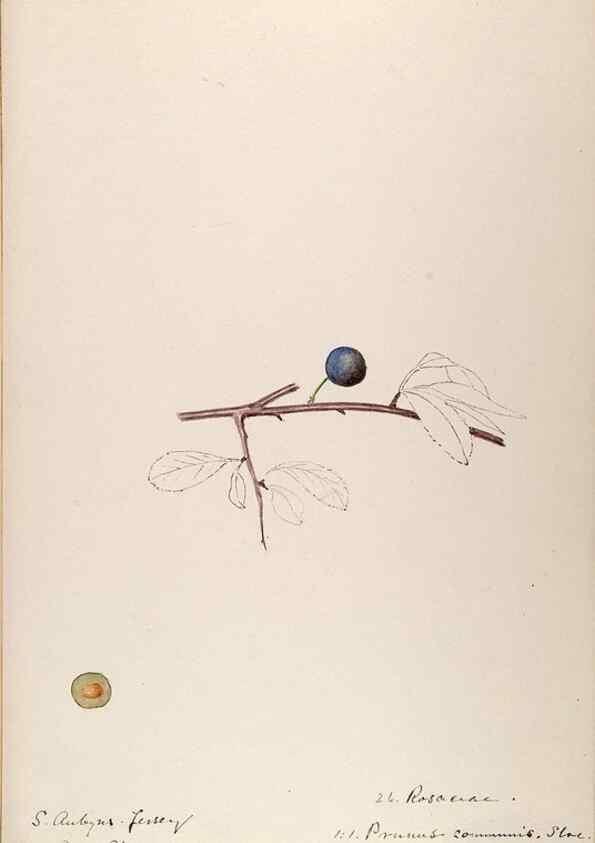 Reproducción/Reproduction 48792823812: [Water-color sketches of plants of North America and Europe]. . 