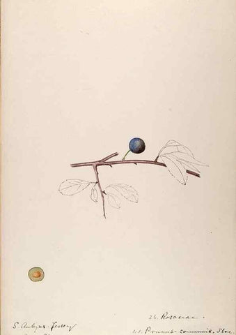 Reproducción/Reproduction 48792823812: [Water-color sketches of plants of North America and Europe]. . 