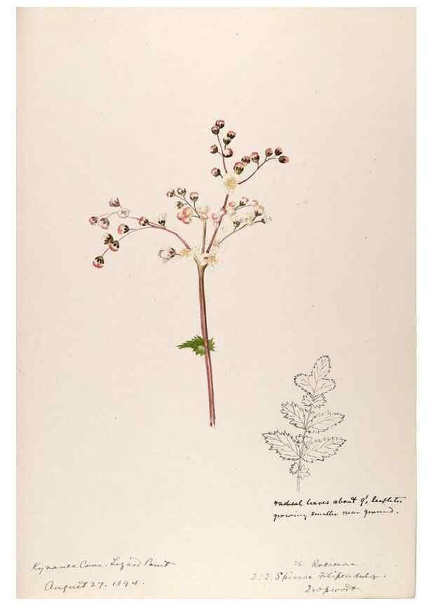 Reproducción/Reproduction 48792315393: [Water-color sketches of plants of North America and Europe]. . 