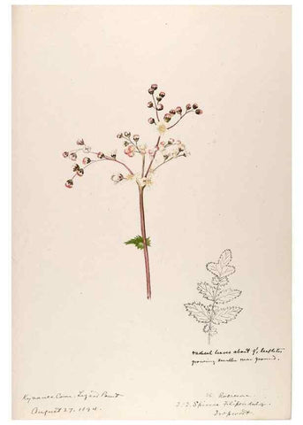 Reproducción/Reproduction 48792315393: [Water-color sketches of plants of North America and Europe]. . 