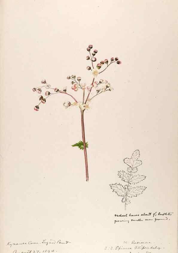 Reproducción/Reproduction 48792315393: [Water-color sketches of plants of North America and Europe]. . 