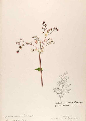 Reproducción/Reproduction 48792315393: [Water-color sketches of plants of North America and Europe]. . 
