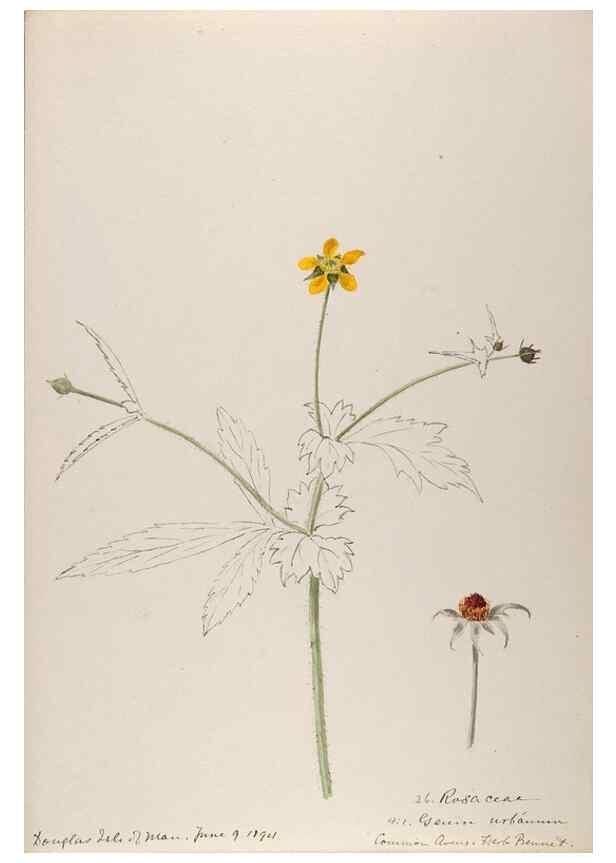 Reproducción/Reproduction 48792682786: [Water-color sketches of plants of North America and Europe]. . 