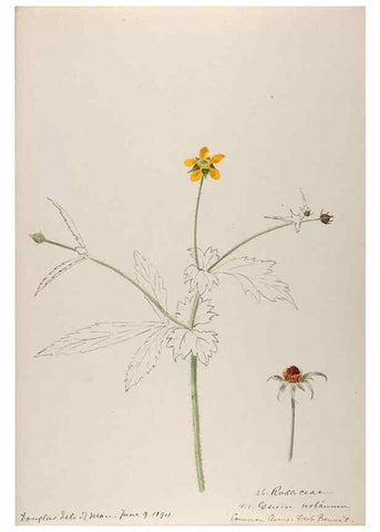 Reproducción/Reproduction 48792682786: [Water-color sketches of plants of North America and Europe]. . 