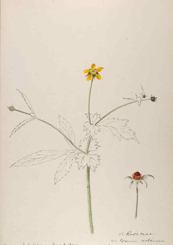 Reproducción/Reproduction 48792682786: [Water-color sketches of plants of North America and Europe]. . 