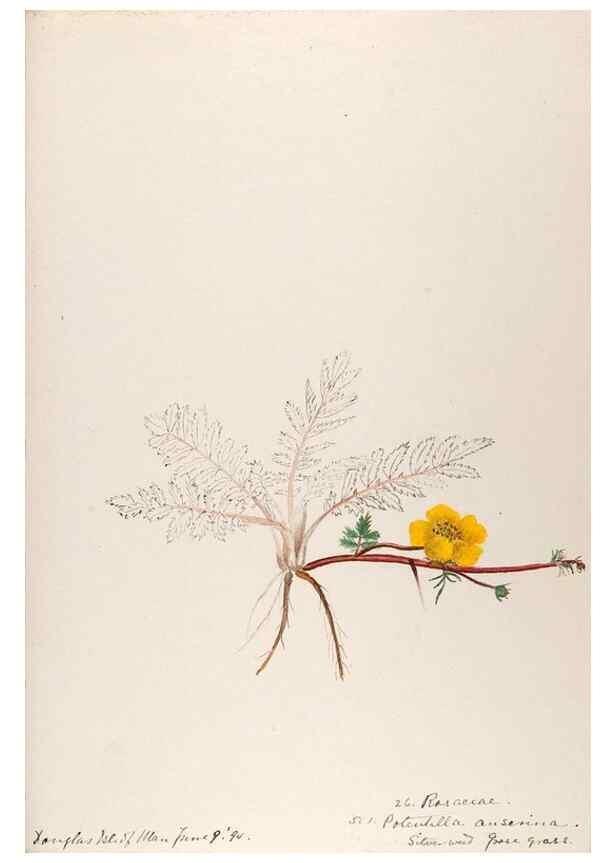 Reproducción/Reproduction 48792824372: [Water-color sketches of plants of North America and Europe]. . 