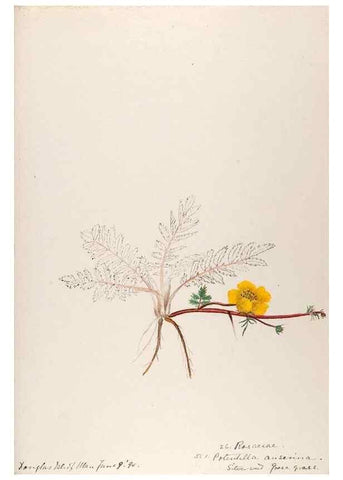 Reproducción/Reproduction 48792824372: [Water-color sketches of plants of North America and Europe]. . 