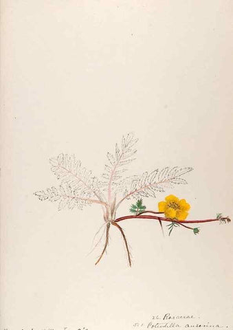 Reproducción/Reproduction 48792824372: [Water-color sketches of plants of North America and Europe]. . 