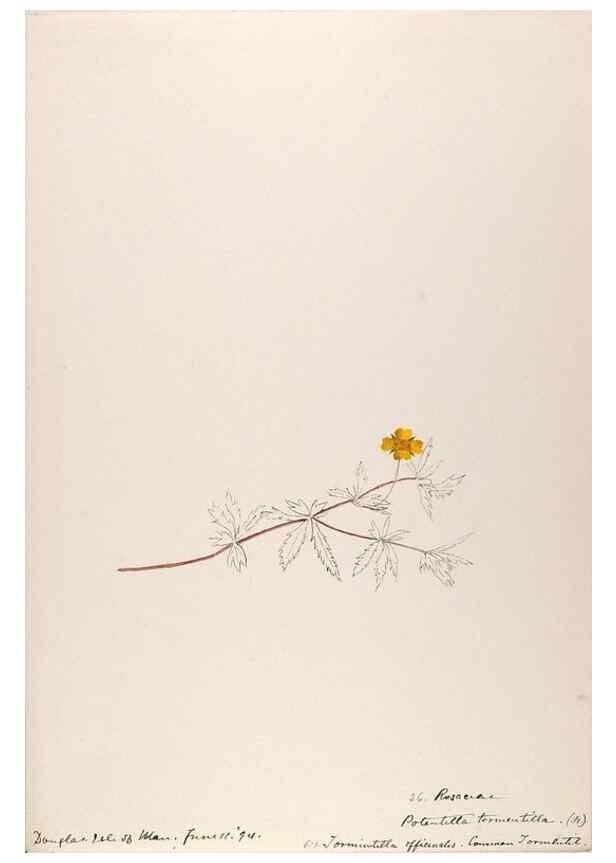 Reproducción/Reproduction 48792316038: [Water-color sketches of plants of North America and Europe]. . 