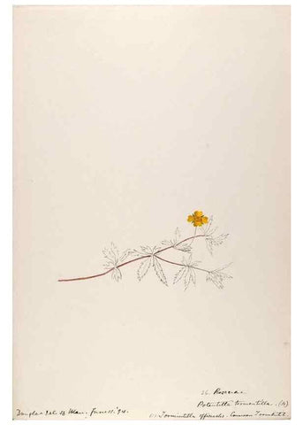 Reproducción/Reproduction 48792316038: [Water-color sketches of plants of North America and Europe]. . 