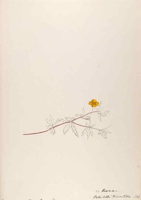 Reproducción/Reproduction 48792316038: [Water-color sketches of plants of North America and Europe]. . 