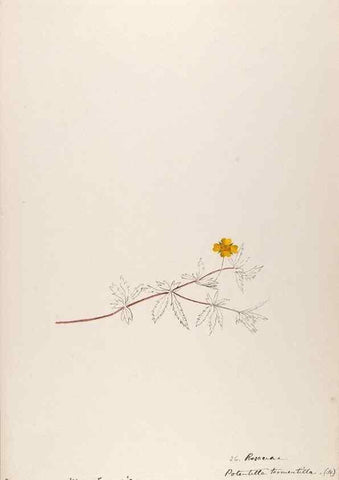 Reproducción/Reproduction 48792316038: [Water-color sketches of plants of North America and Europe]. . 