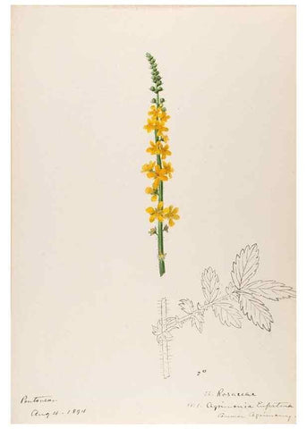 Reproducción/Reproduction 48792316198: [Water-color sketches of plants of North America and Europe]. . 