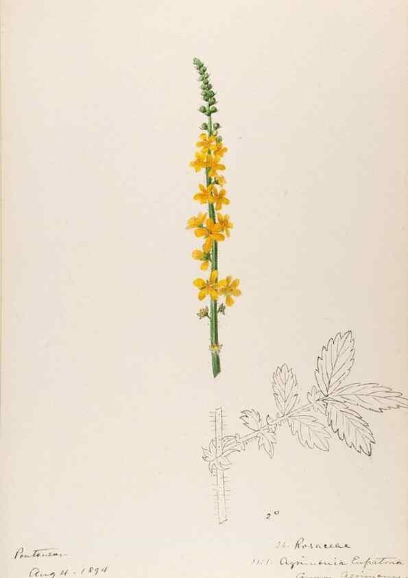 Reproducción/Reproduction 48792316198: [Water-color sketches of plants of North America and Europe]. . 