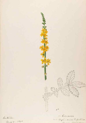 Reproducción/Reproduction 48792316198: [Water-color sketches of plants of North America and Europe]. . 