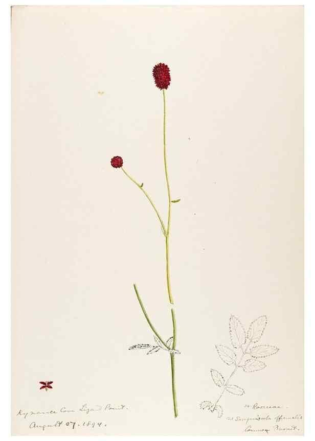 Reproducción/Reproduction 48792683601: [Water-color sketches of plants of North America and Europe]. . 