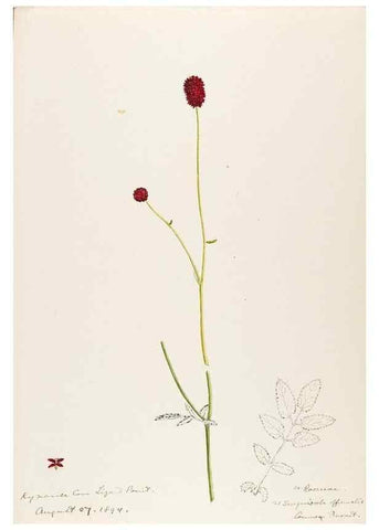 Reproducción/Reproduction 48792683601: [Water-color sketches of plants of North America and Europe]. . 