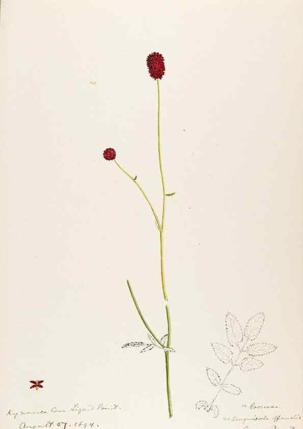 Reproducción/Reproduction 48792683601: [Water-color sketches of plants of North America and Europe]. . 