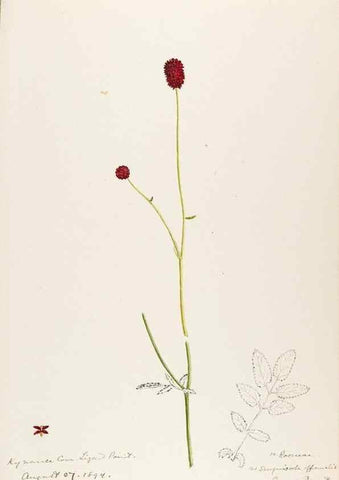 Reproducción/Reproduction 48792683601: [Water-color sketches of plants of North America and Europe]. . 
