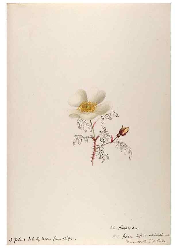 Reproducción/Reproduction 48792683781: [Water-color sketches of plants of North America and Europe]. . 
