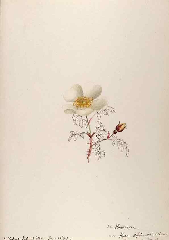 Reproducción/Reproduction 48792683781: [Water-color sketches of plants of North America and Europe]. . 