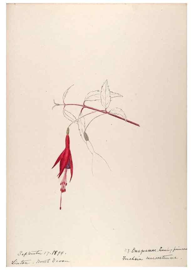 Reproducción/Reproduction 48792316788: [Water-color sketches of plants of North America and Europe]. . 