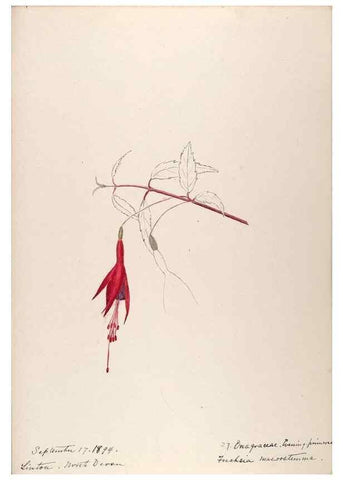 Reproducción/Reproduction 48792316788: [Water-color sketches of plants of North America and Europe]. . 