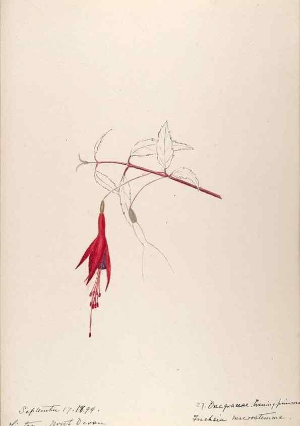 Reproducción/Reproduction 48792316788: [Water-color sketches of plants of North America and Europe]. . 