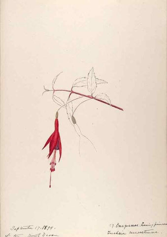 Reproducción/Reproduction 48792316788: [Water-color sketches of plants of North America and Europe]. . 
