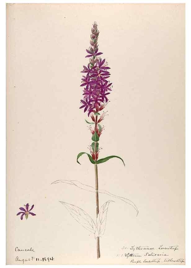 Reproducción/Reproduction 48792825482: [Water-color sketches of plants of North America and Europe]. . 