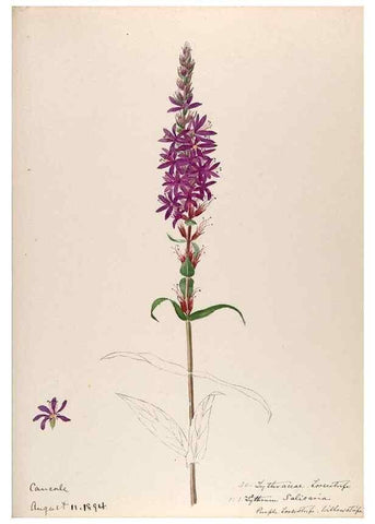 Reproducción/Reproduction 48792825482: [Water-color sketches of plants of North America and Europe]. . 