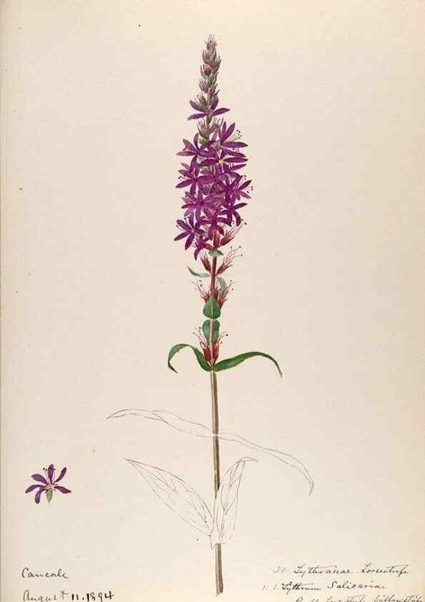 Reproducción/Reproduction 48792825482: [Water-color sketches of plants of North America and Europe]. . 