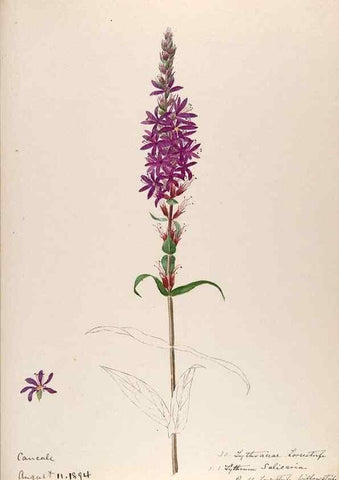 Reproducción/Reproduction 48792825482: [Water-color sketches of plants of North America and Europe]. . 
