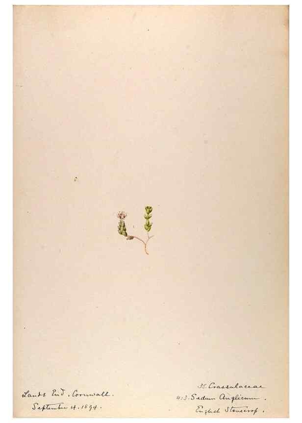 Reproducción/Reproduction 48792684366: [Water-color sketches of plants of North America and Europe]. . 