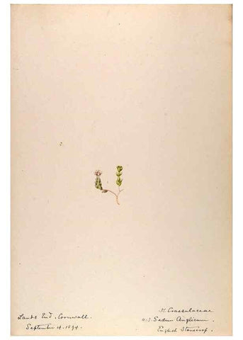 Reproducción/Reproduction 48792684366: [Water-color sketches of plants of North America and Europe]. . 