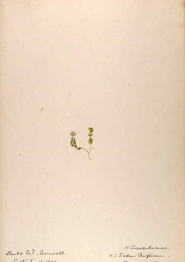 Reproducción/Reproduction 48792684366: [Water-color sketches of plants of North America and Europe]. . 